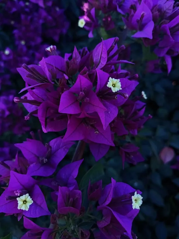 Bougainvillea_Flowering_Plant