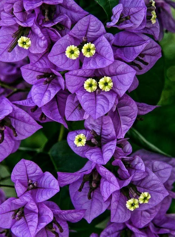 Bougainvillea_Flowering_Plant