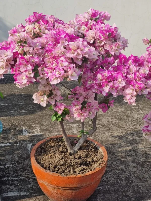 Bougainvillea_Flowering_Plant