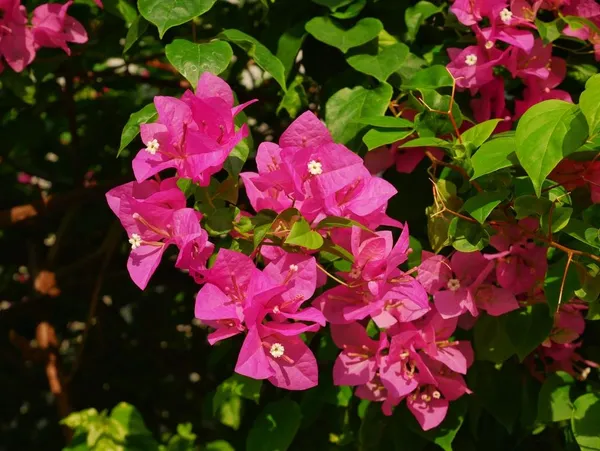 Bougainvillea_Live_Flowering_Plant_&_Tree_For_Shrub/Bush/Home_Decor_Pink_Bougainvillea_Enhance_Your_Garden_Area_(Hybrid,_Pack_Of_1)