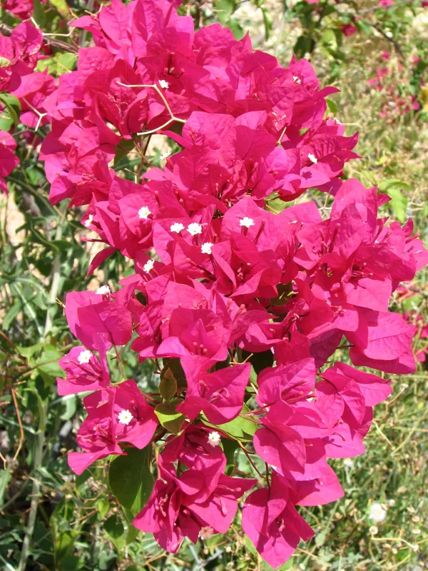 Bougainvillea_Live_Flowering_Plant_&_Tree_For_Shrub/Bush/Home_Decor_Pink_Bougainvillea_Enhance_Your_Garden_Area_(Hybrid,_Pack_Of_1)