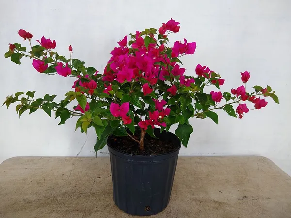 Bougainvillea_Live_Flowering_Plant_&_Tree_For_Shrub/Bush/Home_Decor_Pink_Bougainvillea_Enhance_Your_Garden_Area_(Hybrid,_Pack_Of_1)