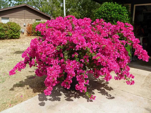 Bougainvillea_Live_Flowering_Plant_&_Tree_For_Shrub/Bush/Home_Decor_Pink_Bougainvillea_Enhance_Your_Garden_Area_(Hybrid,_Pack_Of_1)