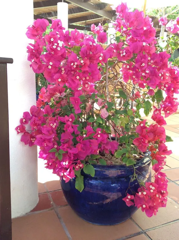Bougainvillea_Live_Flowering_Plant_&_Tree_For_Shrub/Bush/Home_Decor_Pink_Bougainvillea_Enhance_Your_Garden_Area_(Hybrid,_Pack_Of_1)