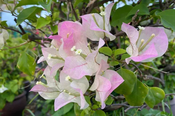 Bougainvillea_Thai_Delight_Gorgeous_Flower_Plant_&_Tree_For_Home_Garden_(1.5-3.5_Ft_Height)_Well_Watered_Healthy_Bougainvillea_Plant,_Pack_Of_1
