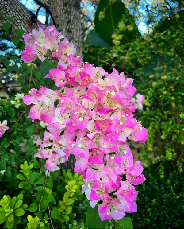Bougainvillea_Thai_Delight_Gorgeous_Flower_Plant_&_Tree_For_Home_Garden_(1.5-3.5_Ft_Height)_Well_Watered_Healthy_Bougainvillea_Plant,_Pack_Of_1