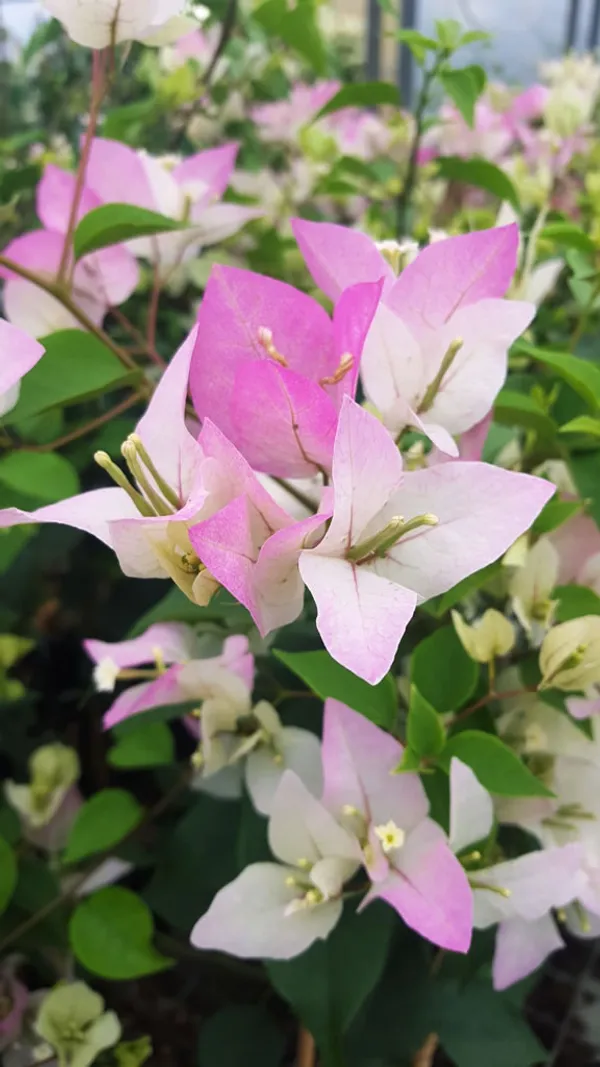 Bougainvillea_Thai_Delight_Gorgeous_Flower_Plant_&_Tree_For_Home_Garden_(1.5-3.5_Ft_Height)_Well_Watered_Healthy_Bougainvillea_Plant,_Pack_Of_1