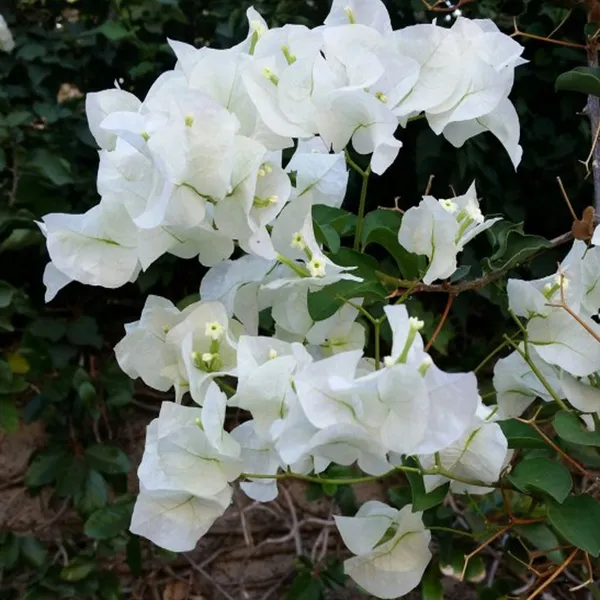 Bougainvillea_(White)_Flowering_Plant_&_Tree_For_Shrub/Bush/Home_Garden_(1.5-3.5_Ft_Height)_Pack_Of_1