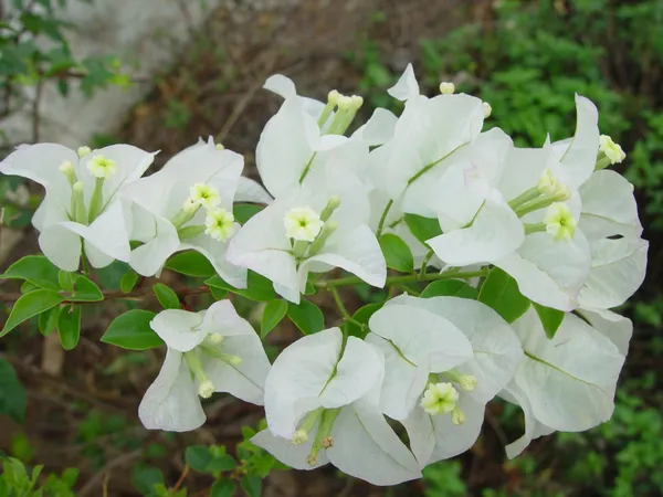Bougainvillea_(White)_Flowering_Plant_&_Tree_For_Shrub/Bush/Home_Garden_(1.5-3.5_Ft_Height)_Pack_Of_1
