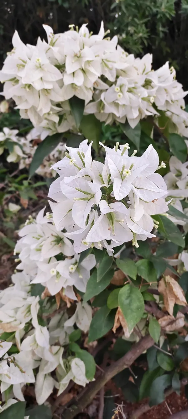 Bougainvillea_(White)_Flowering_Plant_&_Tree_For_Shrub/Bush/Home_Garden_(1.5-3.5_Ft_Height)_Pack_Of_1