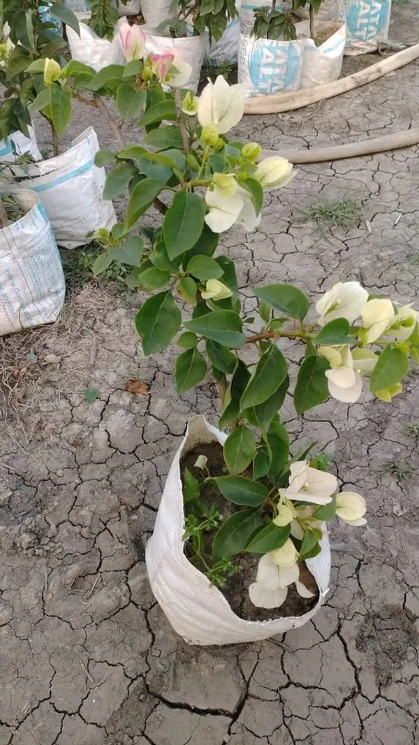 Bougainvillea_(White)_Flowering_Plant_&_Tree_For_Shrub/Bush/Home_Garden_(1.5-3.5_Ft_Height)_Pack_Of_1