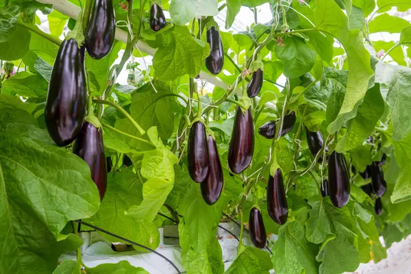 Brinjal_Seed/Eggplant/_Baingan-_Begun_(200_Seeds)_For_Your_Home_Garden,_Pack_Of_1-200gms