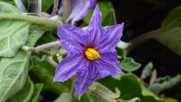 Brinjal_Seed/Eggplant/_Baingan-_Begun_(200_Seeds)_For_Your_Home_Garden,_Pack_Of_1-200gms