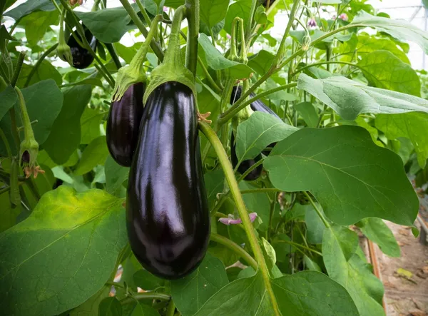 Brinjal_Seed/Eggplant/_Baingan-_Begun_(200_Seeds)_For_Your_Home_Garden,_Pack_Of_1-200gms