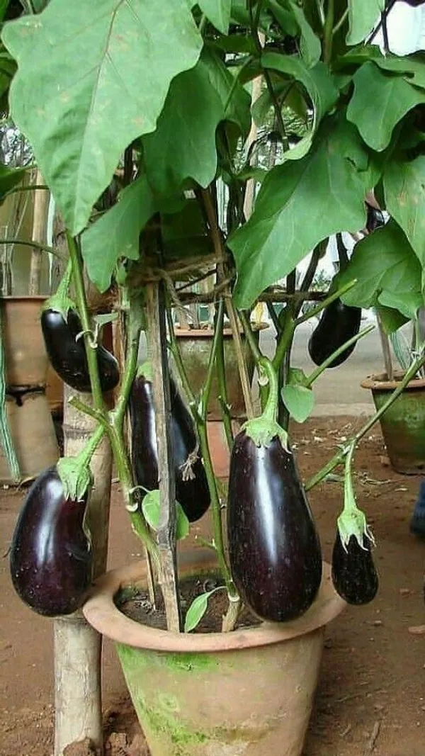 Brinjal_Vegetable_Seeds_-_200_gms_(Pack_of_30)_all_seasons_in_Your_Home_&_kitchen_garden