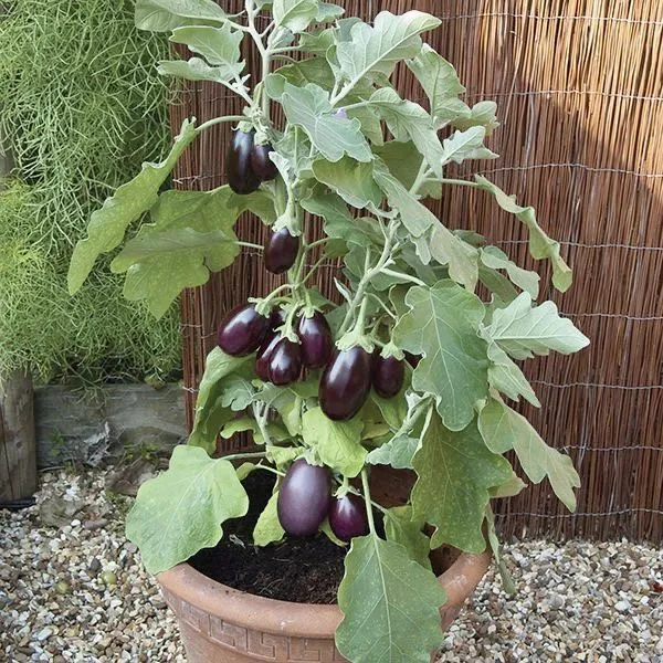 Brinjal_Vegetable_Seeds_-_200_gms_(Pack_of_30)_all_seasons_in_Your_Home_&_kitchen_garden