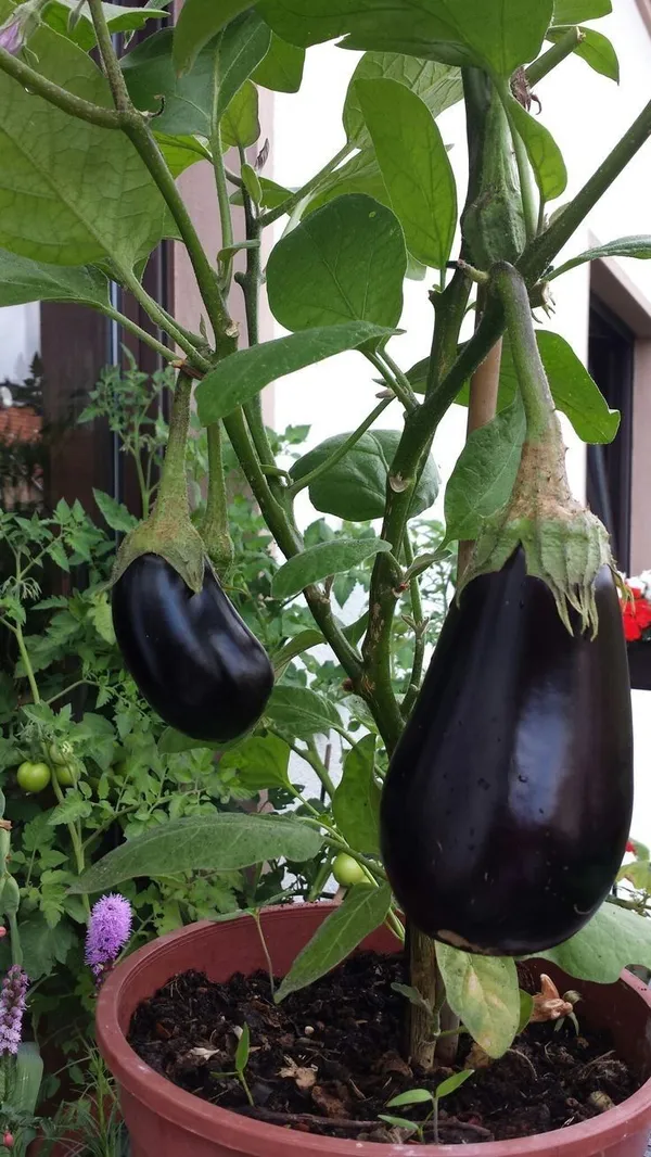 Brinjal_Vegetable_Seeds_-_200_gms_(Pack_of_30)_all_seasons_in_Your_Home_&_kitchen_garden