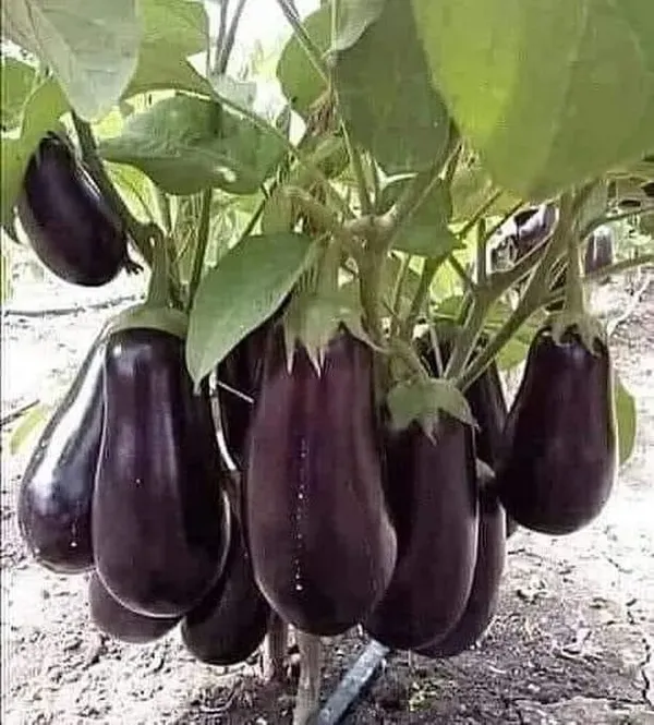 Brinjal_Vegetable_Seeds_-_200_gms_(Pack_of_30)_all_seasons_in_Your_Home_&_kitchen_garden