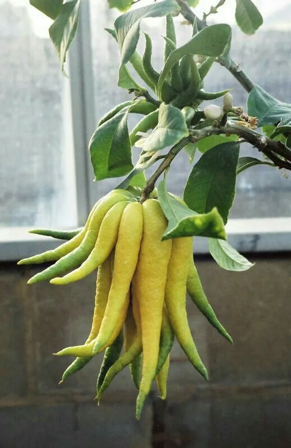 Buddha's_Finger_Lemon_Plant