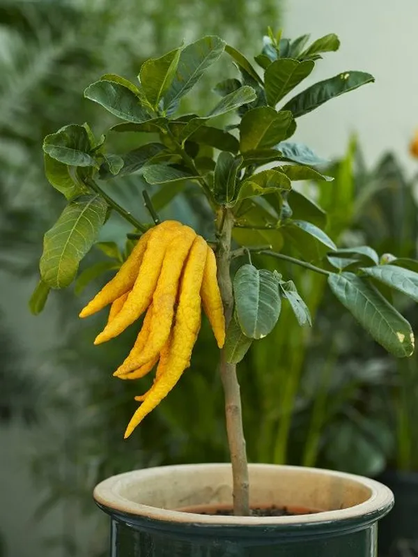 Buddha's_Finger_Lemon_Plant