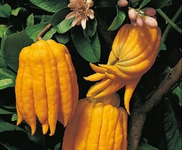 Buddha's_Finger_Lemon_Plant