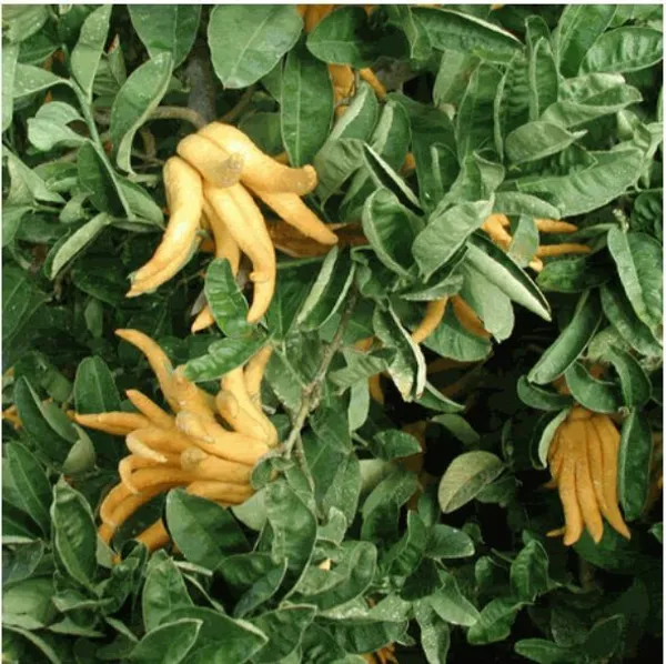 Buddha's_Finger_Lemon_Plant