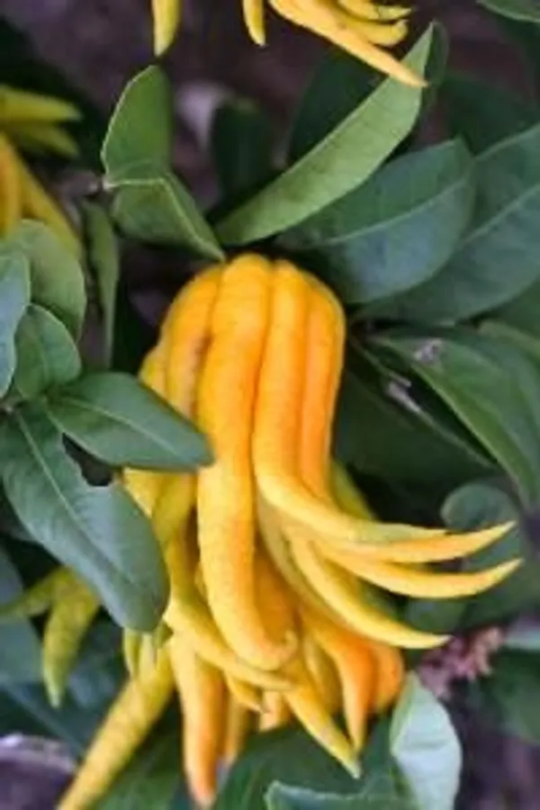 Buddha's_Finger_Lemon_Plant