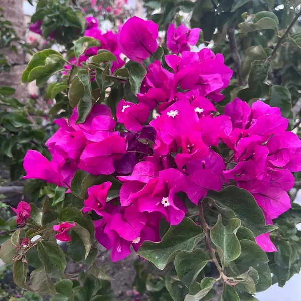 Beauty_Bougainvillea_Purple_Thoka_1.5-3.5_Ft_Flowering_Plant