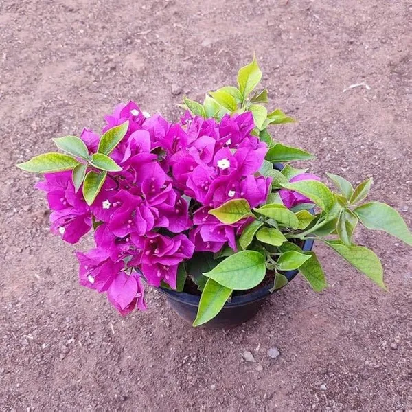 Beauty_Bougainvillea_Purple_Thoka_1.5-3.5_Ft_Flowering_Plant