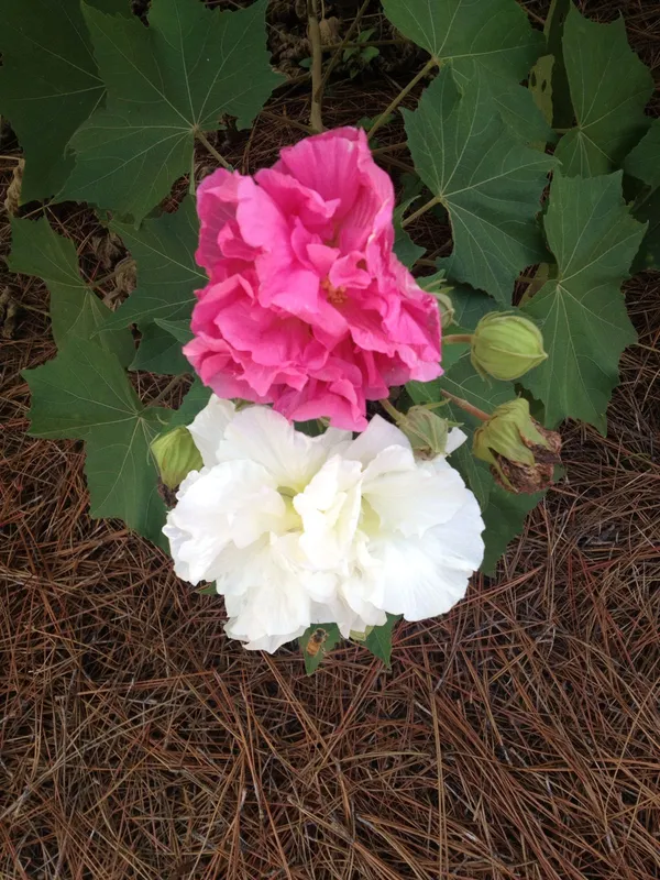 Siam_Tulip/Land_Lotus_Live_Flowering_Plant_&_Tree_(1.5-3.5_Ft_Height)_For_Home_Garden,_Pack_Of_1