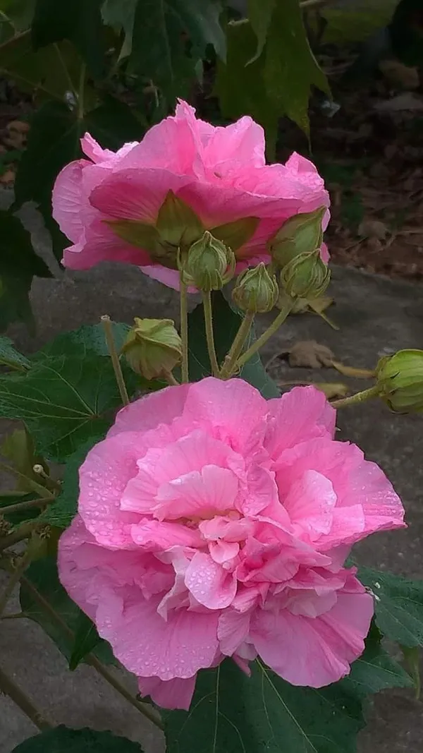 Siam_Tulip/Land_Lotus_Live_Flowering_Plant_&_Tree_(1.5-3.5_Ft_Height)_For_Home_Garden,_Pack_Of_1