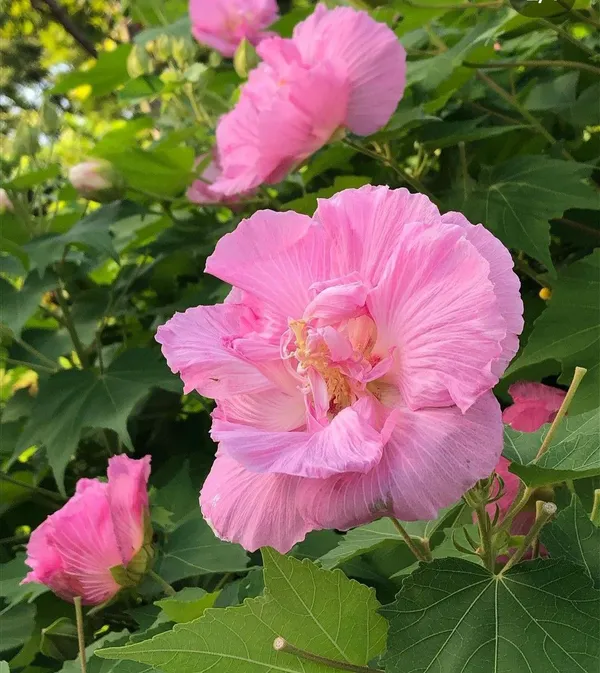 Siam_Tulip/Land_Lotus_Live_Flowering_Plant_&_Tree_(1.5-3.5_Ft_Height)_For_Home_Garden,_Pack_Of_1