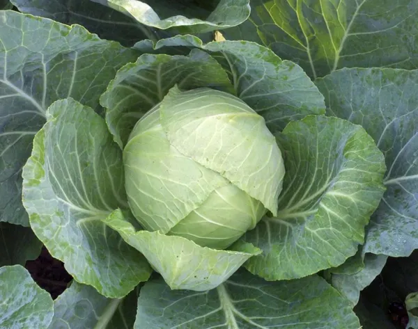Patta_Gobhi_(Cabbage)_Seeds_-_200_gms_Hybrid_-_150_Seeds_-_200_gms_,Pack_Of_1