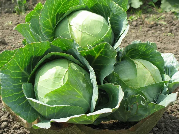 Patta_Gobhi_(Cabbage)_Seeds_-_200_gms_Hybrid_-_150_Seeds_-_200_gms_,Pack_Of_1