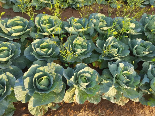 Patta_Gobhi_(Cabbage)_Seeds_-_200_gms_Hybrid_-_150_Seeds_-_200_gms_,Pack_Of_1