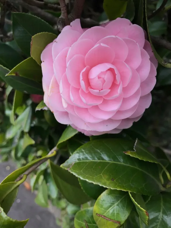 Camellia_Iconic_Flower_Plant_&_Tree_(1.5-3.5_Ft_Height)_For_Enhance_Your_Home/Office/Garden_Beauty,_Pack_Of_1