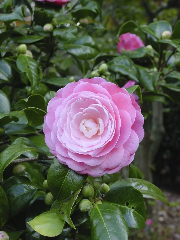 Camellia_Iconic_Flower_Plant_&_Tree_(1.5-3.5_Ft_Height)_For_Enhance_Your_Home/Office/Garden_Beauty,_Pack_Of_1