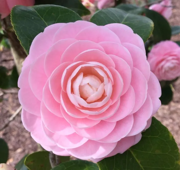 Camellia_Iconic_Flower_Plant_&_Tree_(1.5-3.5_Ft_Height)_For_Enhance_Your_Home/Office/Garden_Beauty,_Pack_Of_1