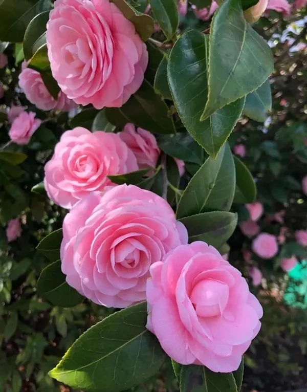 Camellia_Iconic_Flower_Plant_&_Tree_(1.5-3.5_Ft_Height)_For_Enhance_Your_Home/Office/Garden_Beauty,_Pack_Of_1