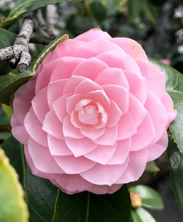 Camellia_Iconic_Flower_Plant_&_Tree_(1.5-3.5_Ft_Height)_For_Enhance_Your_Home/Office/Garden_Beauty,_Pack_Of_1
