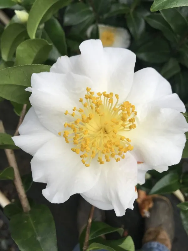 Camellia_Silver_Waves_Attractive_White_Flowering_Plant_For_Home_Garden_(1.5-3.5_Ft_Height)_Pack_Of_1