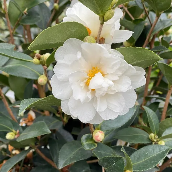 Camellia_Silver_Waves_Attractive_White_Flowering_Plant_For_Home_Garden_(1.5-3.5_Ft_Height)_Pack_Of_1