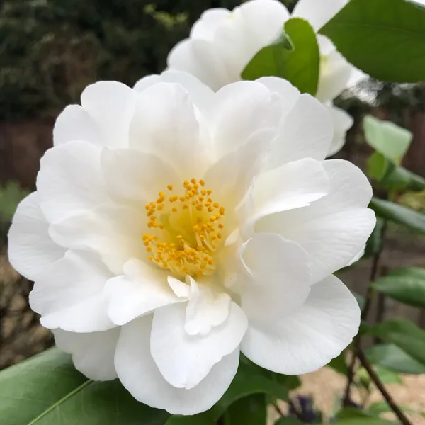 Camellia_Silver_Waves_Attractive_White_Flowering_Plant_For_Home_Garden_(1.5-3.5_Ft_Height)_Pack_Of_1