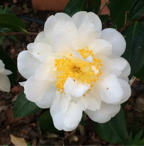 Camellia_Silver_Waves_Attractive_White_Flowering_Plant_For_Home_Garden_(1.5-3.5_Ft_Height)_Pack_Of_1