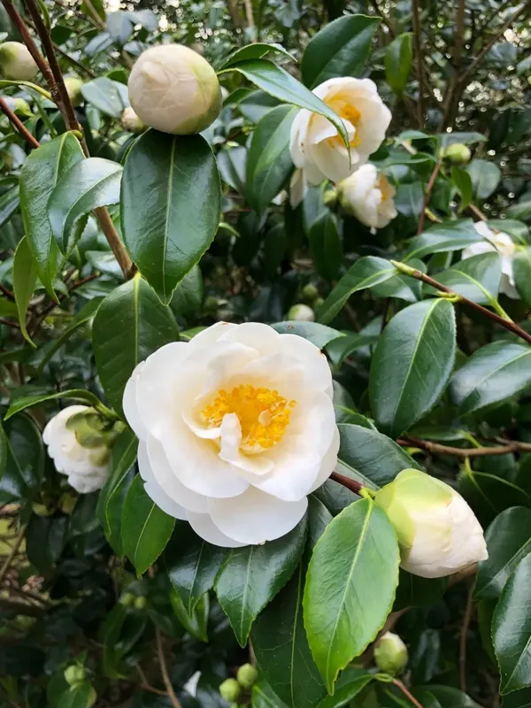 Camellia_Silver_Waves_Attractive_White_Flowering_Plant_For_Home_Garden_(1.5-3.5_Ft_Height)_Pack_Of_1