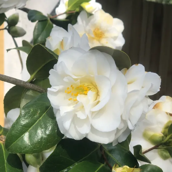 Camellia_Silver_Waves_Attractive_White_Flowering_Plant_For_Home_Garden_(1.5-3.5_Ft_Height)_Pack_Of_1