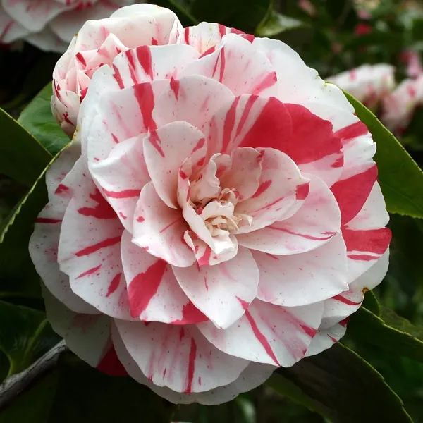 Camellia_(Lavinia_Maggi)_Ready_To_Flower_Plant_&_Tree_(1.5-3.5_Ft_Height)_Well_Watered_Camellia_Live_Flower_Plant_(Hybrid,_Pack_Of_1)