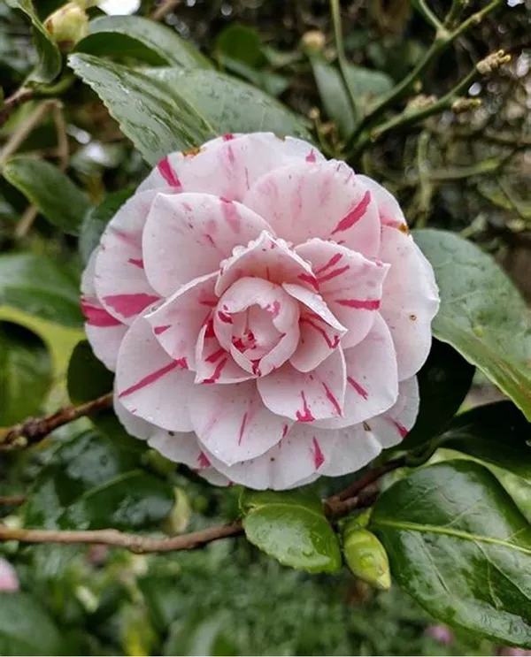 Camellia_(Lavinia_Maggi)_Ready_To_Flower_Plant_&_Tree_(1.5-3.5_Ft_Height)_Well_Watered_Camellia_Live_Flower_Plant_(Hybrid,_Pack_Of_1)