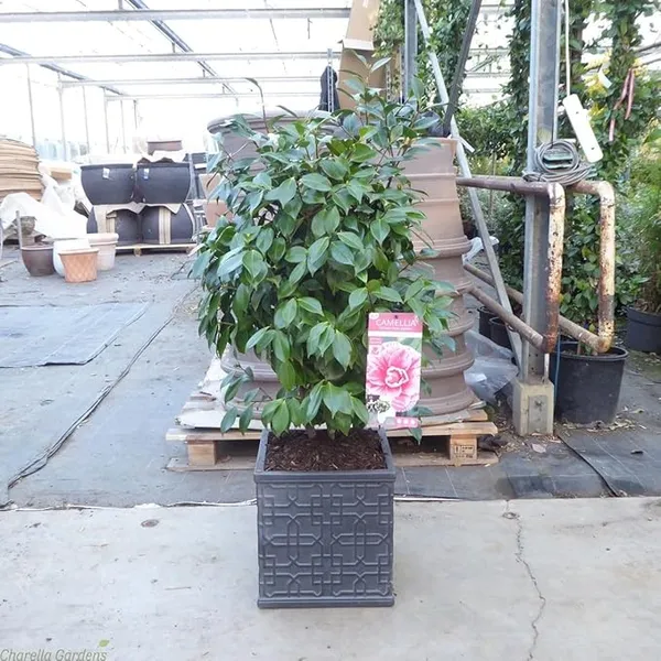 Camellia_(Lavinia_Maggi)_Ready_To_Flower_Plant_&_Tree_(1.5-3.5_Ft_Height)_Well_Watered_Camellia_Live_Flower_Plant_(Hybrid,_Pack_Of_1)