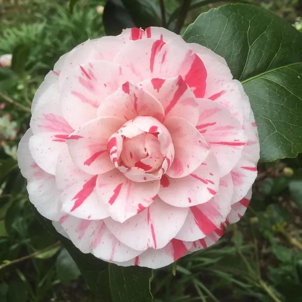Camellia_(Lavinia_Maggi)_Ready_To_Flower_Plant_&_Tree_(1.5-3.5_Ft_Height)_Well_Watered_Camellia_Live_Flower_Plant_(Hybrid,_Pack_Of_1)